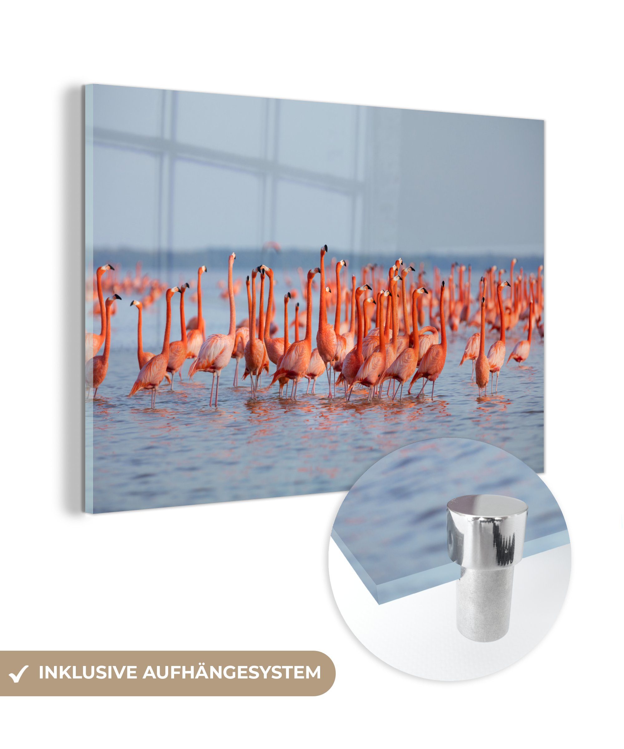 MuchoWow Acrylglasbild Große Gruppe von Flamingos im Wasser, (1 St), Acrylglasbilder Wohnzimmer & Schlafzimmer