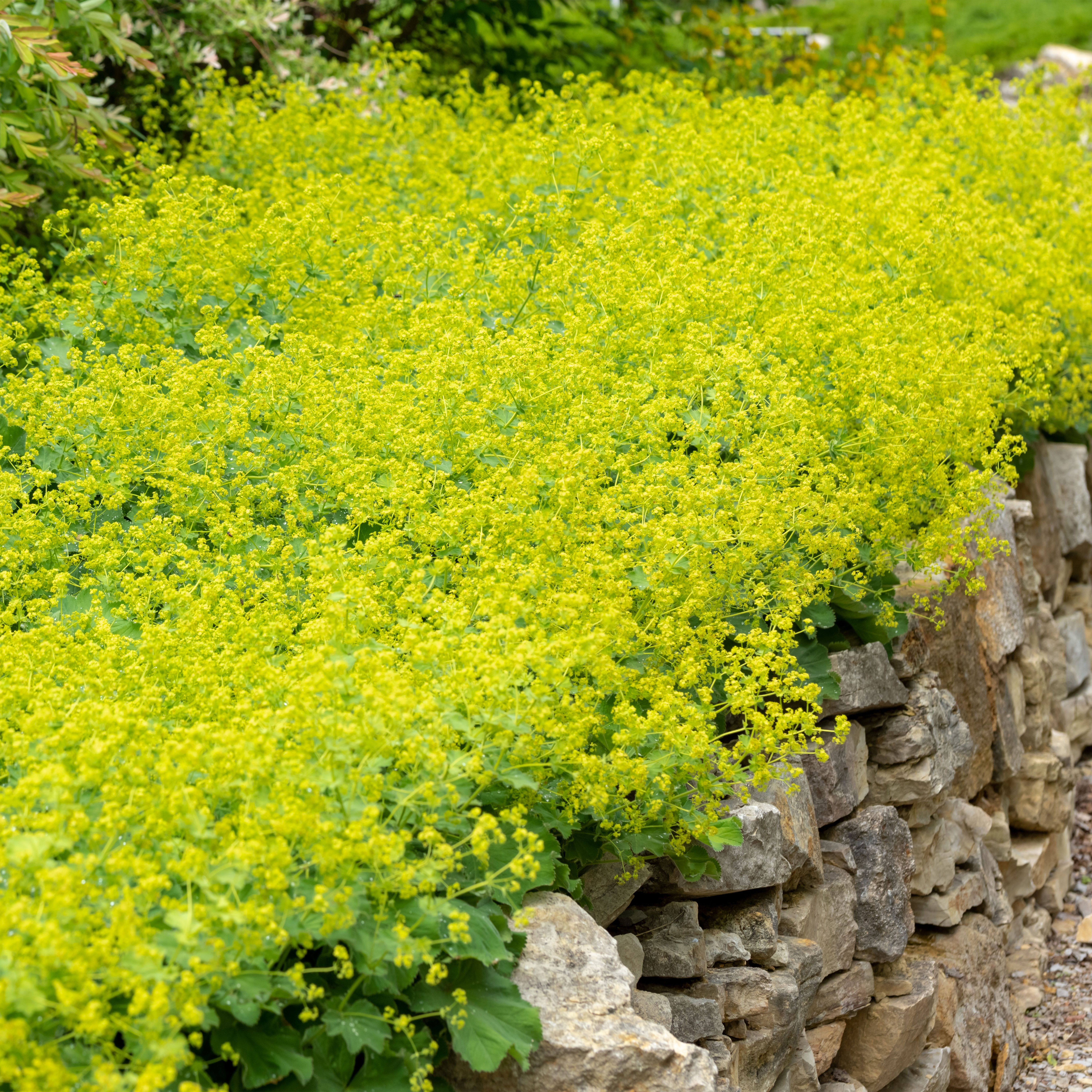 Bloomique Beetpflanze Bloomique - 3er-Set - Alchemilla Mollis - Frauenmantel - Gartenpflanze, 3 St.