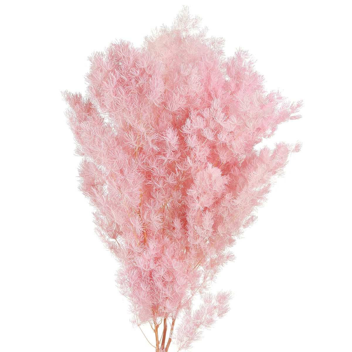 Trockenblume Rosa Federspargel Asparagus Trockendeko 55-70cm