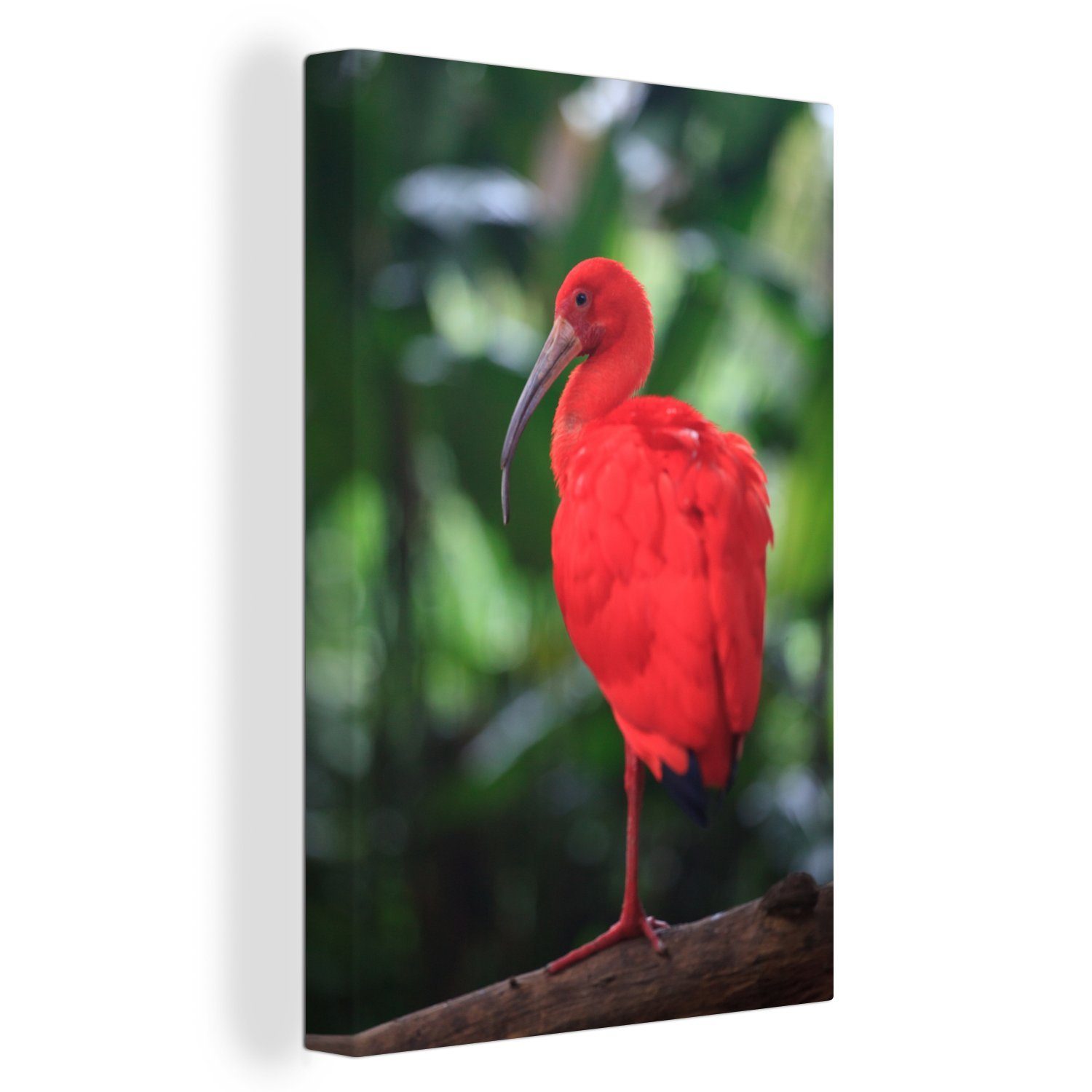OneMillionCanvasses® Leinwandbild Tierporträt eines roten Ibis auf einem Baumzweig, (1 St), Leinwandbild fertig bespannt inkl. Zackenaufhänger, Gemälde, 20x30 cm