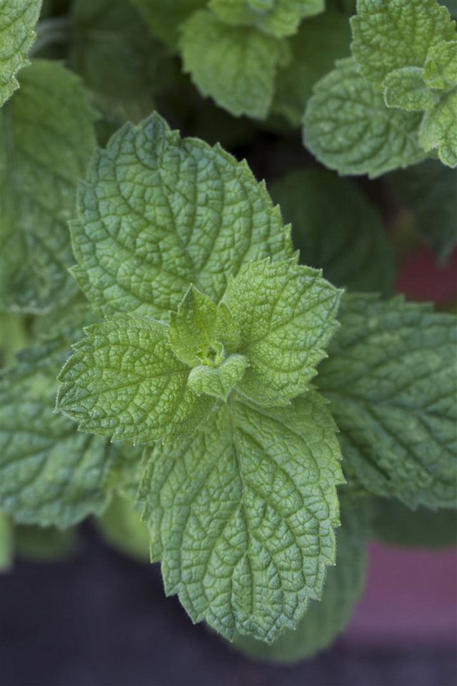 Pflanzen für Dich Staude Mentha suav. Apple Mint, 1 St., Apfelminze, Wollige Minze