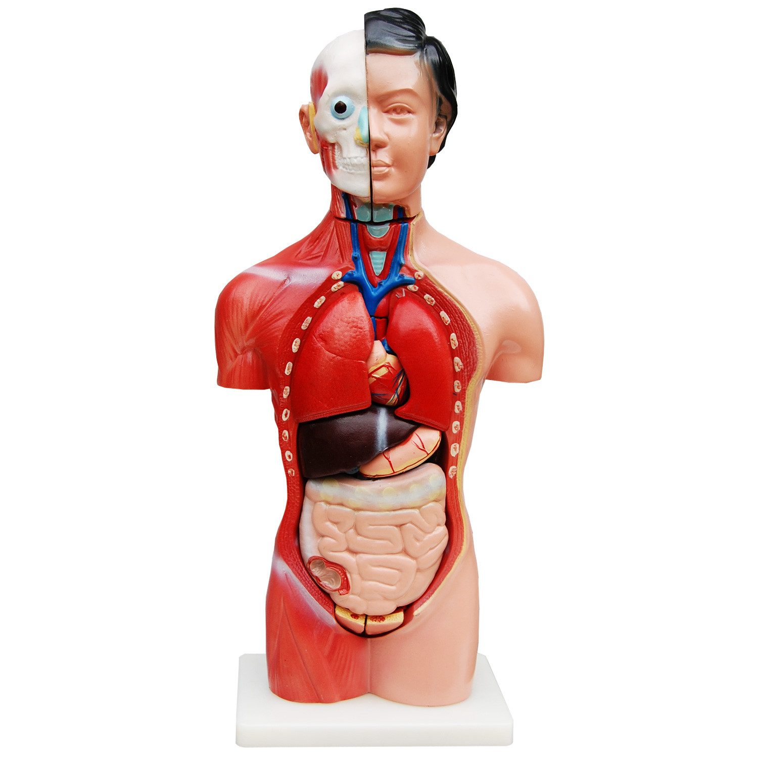 MedMod Dekoobjekt Anatomie Anatomisches Körper Modell Torso Frau mit Organen 45 cm