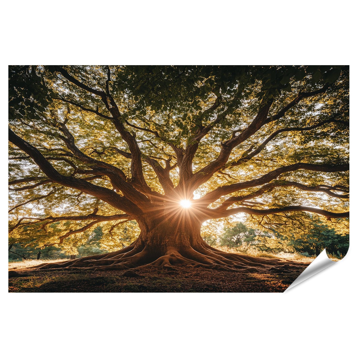 islandburner Poster Mächtiger Baum mit Sonnenstrahlen für Wohnzimmer Naturliebhaber