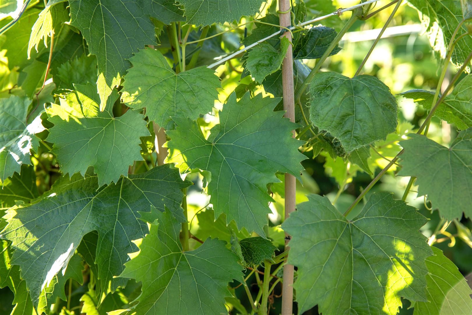 Pflanzen für Dich Obstpflanze Vitis vinifera 'Regent', 1 St., Regent-Rebe, Regent-Traube, Weinrebe, rotblau, pilzresistent – Bild 4 von 4