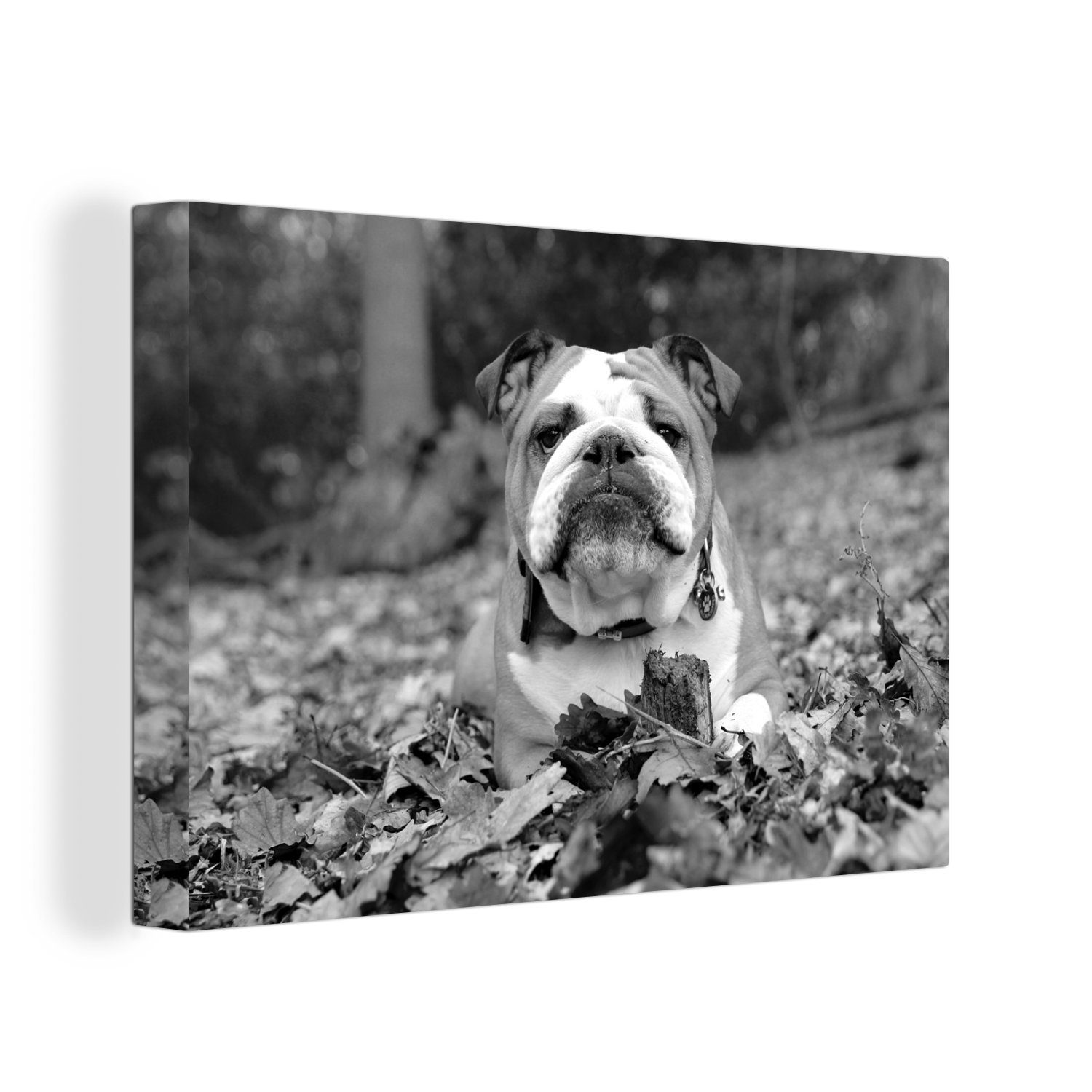 OneMillionCanvasses® Leinwandbild Englische Bulldogge im Laub liegend - schwarz und weiß, (1 St), Wandbild Leinwandbilder, Aufhängefertig, Wanddeko, 30x20 cm