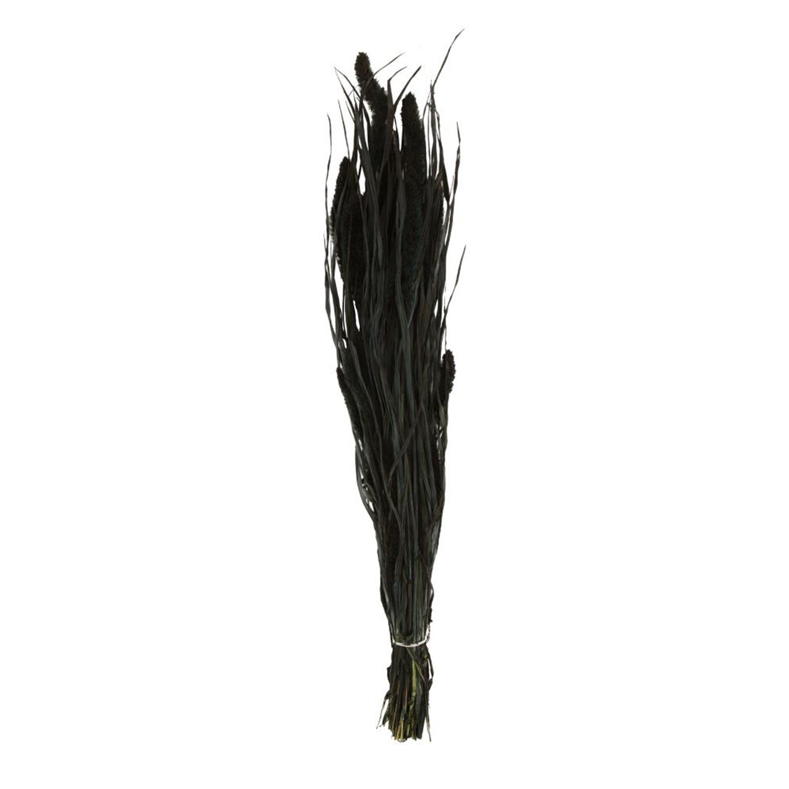 Trockenblume Borstenhirse schwarz - Setaria - 66x15x6 cm, DIJK