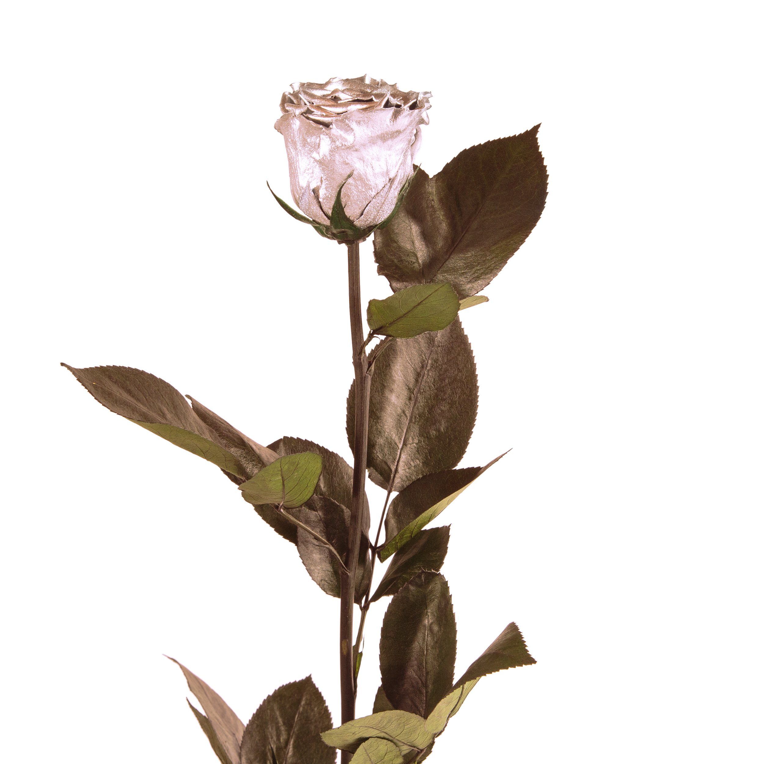 Kunstblume Ewige Rose konserviert mit Stiel echte haltbare Blume Rose, ROSEMARIE SCHULZ Heidelberg, Höhe 50 cm, Infinity Rose, Geschenk für Frauen, Valentinstag, Made in Germany