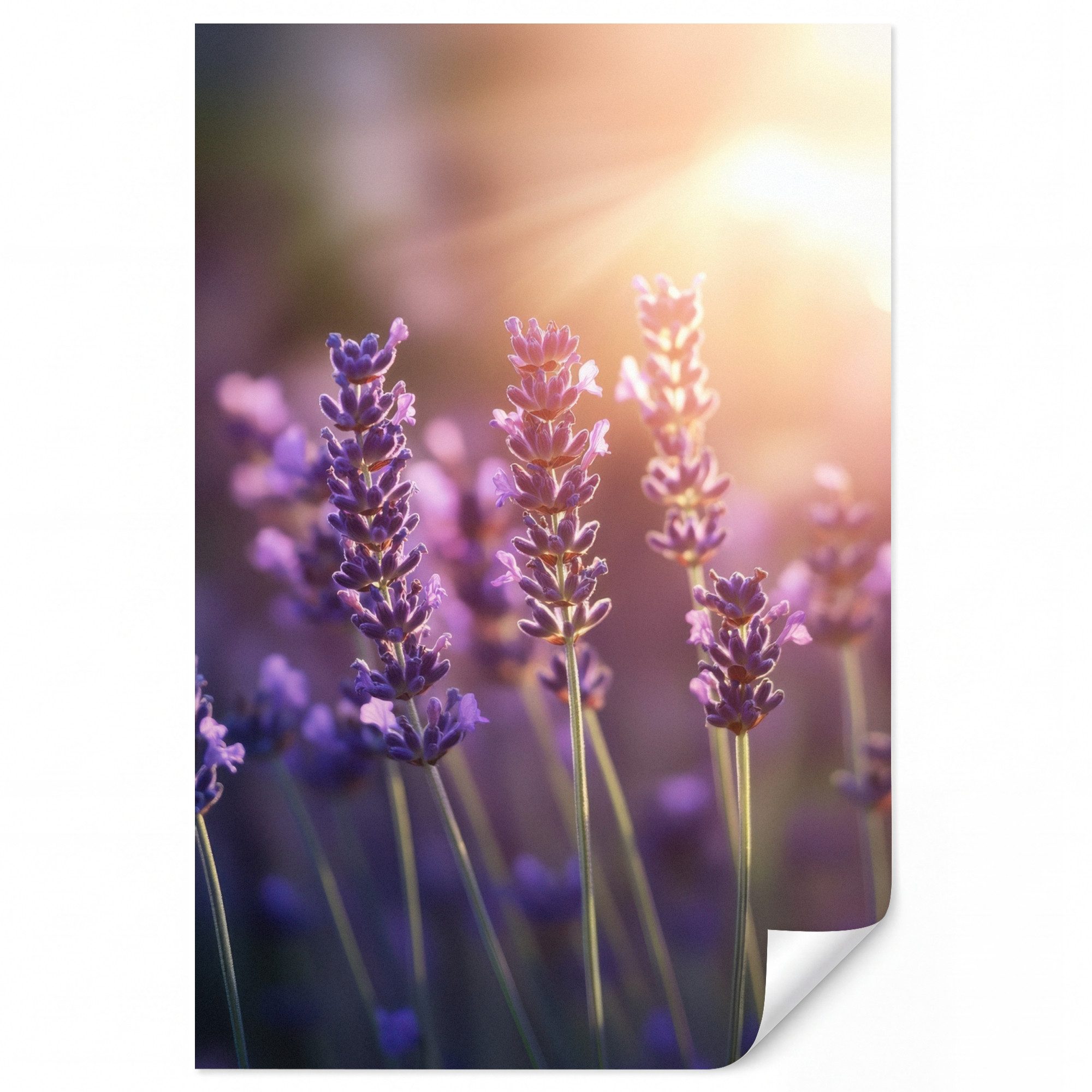 OnlyWow Fototapete Lavendelblüten - Lila - Sonnenlicht, Matt, bedruckt, Schlafzimmer, Vinyl Tapete, Modern, bedruckt 140x200cm