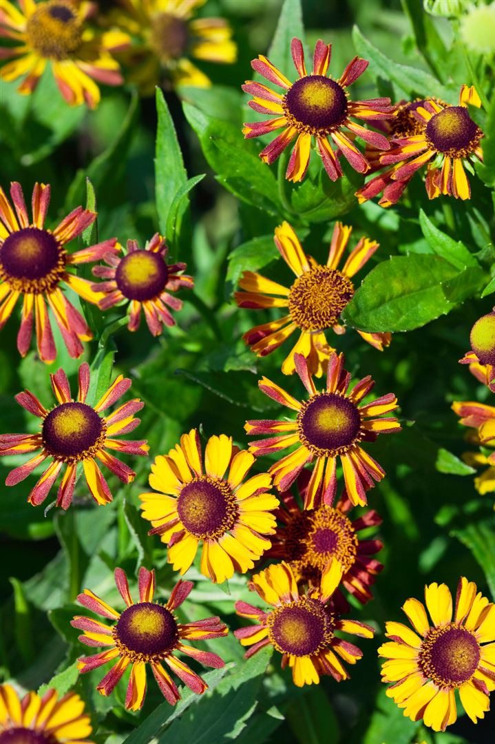 Pflanzen für Dich Staude Helenium cult. Loysder Wieck, 1 St., Sonnenbraut