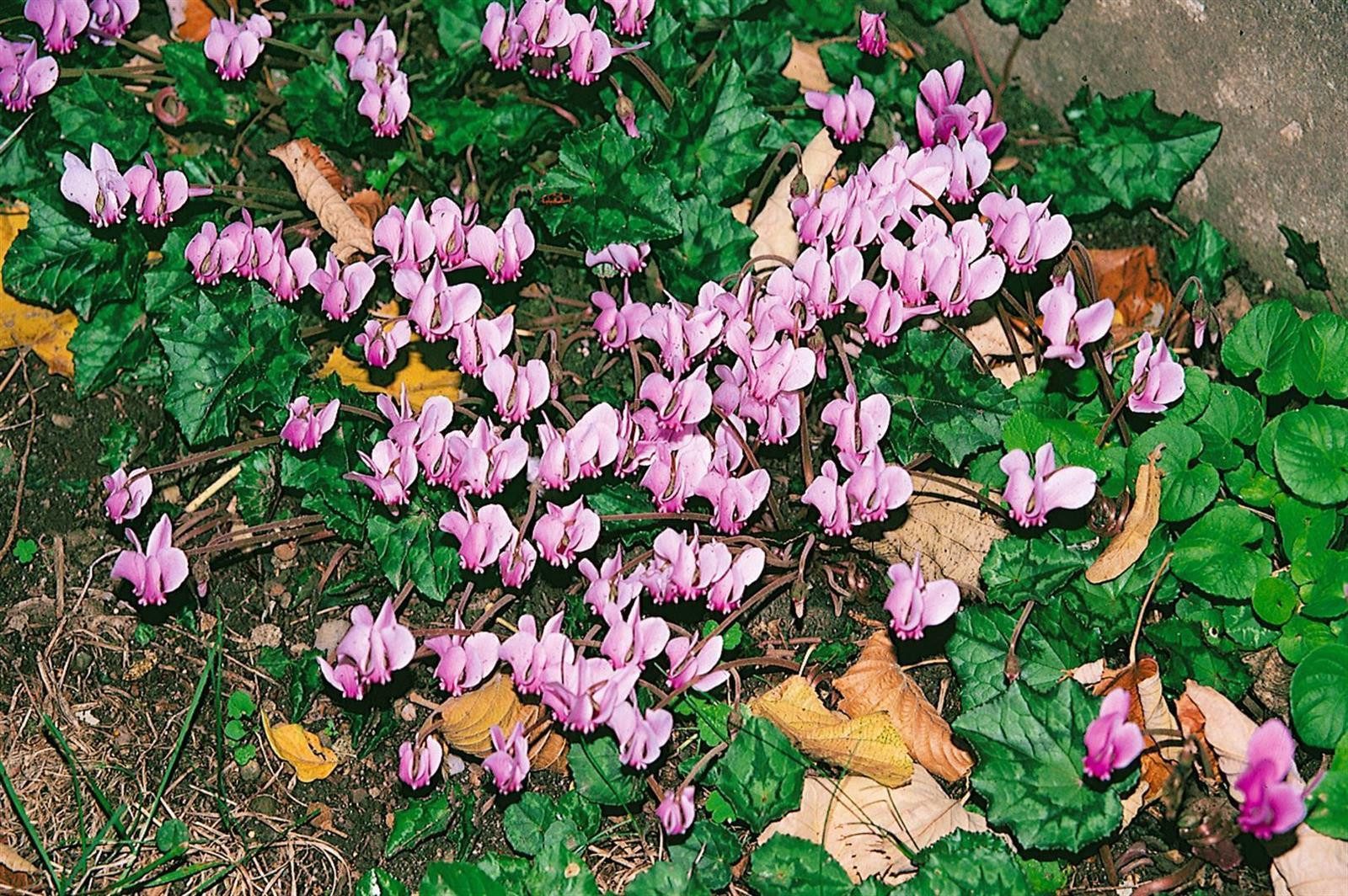 Pflanzen für Dich Staude Cyclamen heder. Rosenteppich, 1 St., Herbst-Alpenveilchen, Efeublättriges Alpenveilchen