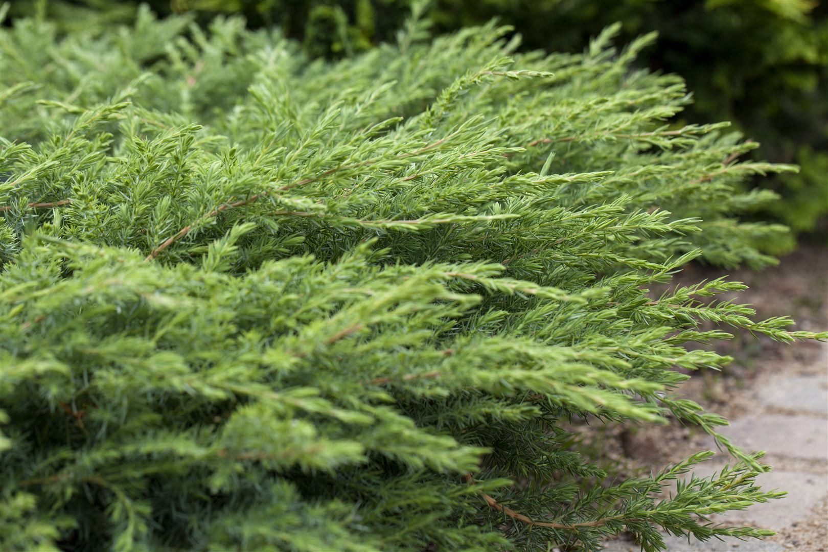 Pflanzen für Dich Konifere Juniperus conferta Schlager, 1 St., Japanischer Kriechwacholder, Teppichwacholder, niedrigwachsend, nadelgrün