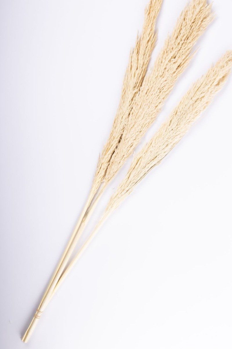 Trockenblume Schilfgras Rispen Bund Eleonora, getrocknet, Gebleicht, 115 cm, artplants, Höhe 115.0 cm