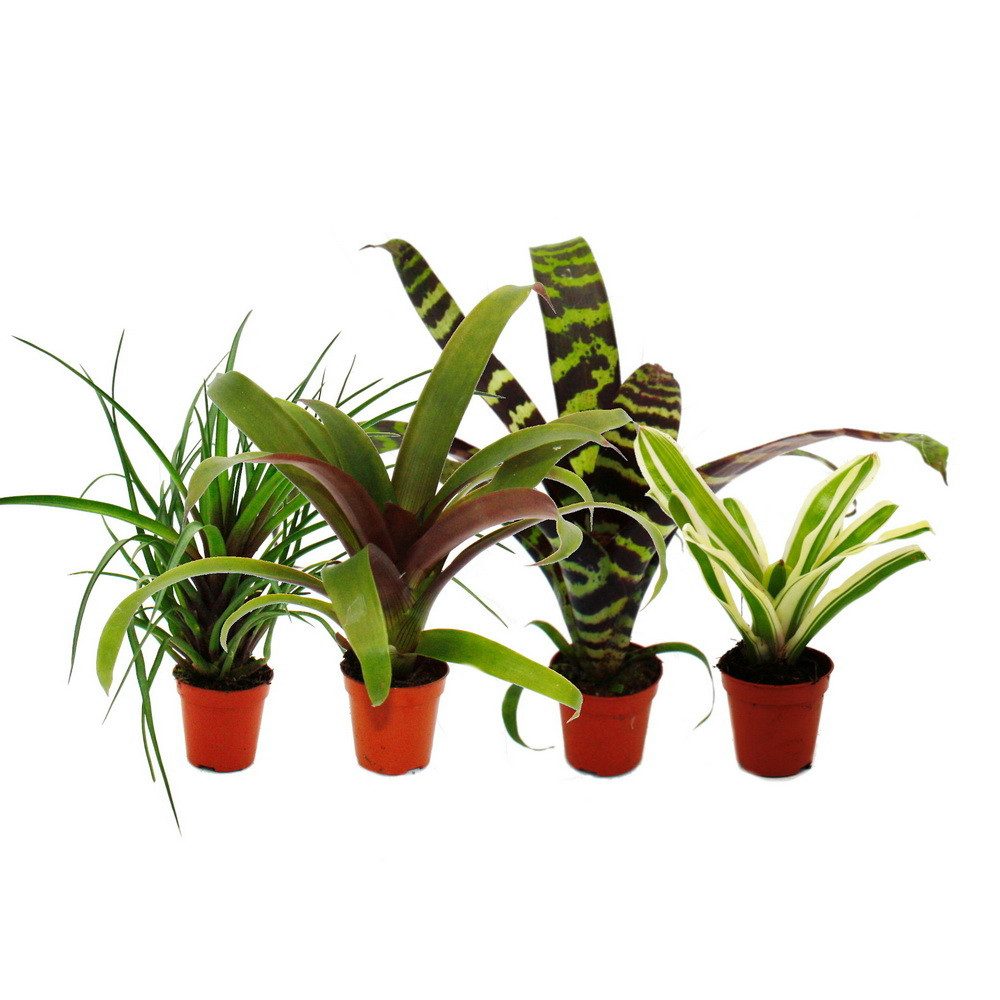 Exotenherz Zimmerpflanze Mini-Bromelien-Set Nature's Touch 4 Pflanzen 5,5cm Topf
