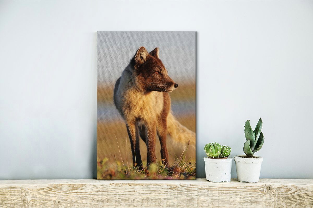 Leinwandbild cm fertig 20x30 Alaska Fuchs - (1 OneMillionCanvasses® Braun, - Zackenaufhänger, inkl. bespannt St), Gemälde, Leinwandbild