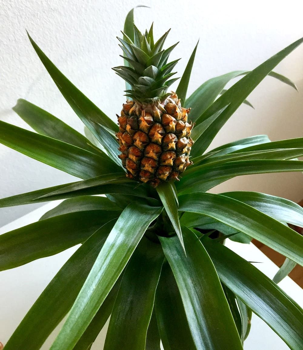 BALDUR Garten Zimmerpflanze Ananaspflanze 'Corona', 1 St., Zimmerpflanze