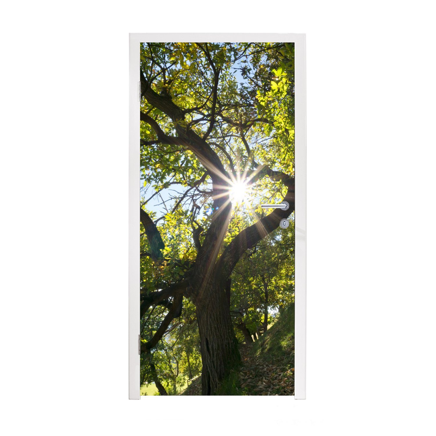 Matt, Türtapete für Italien, (1 Tür, bedruckt, Herbst im Kastanienbaum Türaufkleber, Fototapete St), cm in Ein 75x205 MuchoWow