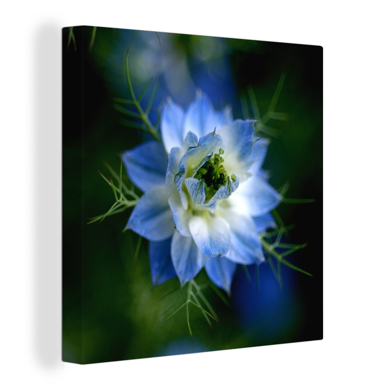 OneMillionCanvasses® Leinwandbild Eine bunte Nigellapflanze, (1 St), Leinwand Bilder für Wohnzimmer Schlafzimmer