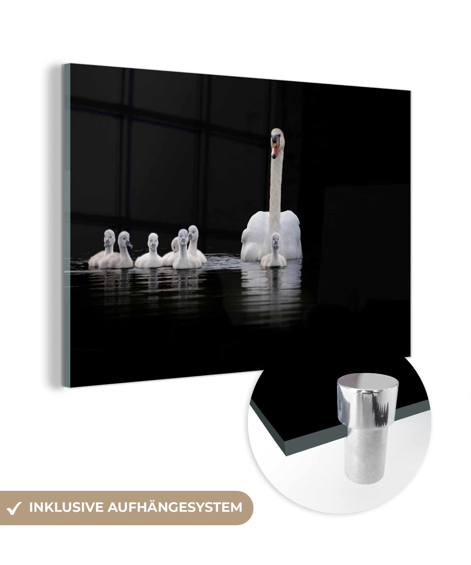MuchoWow Acrylglasbild Weißer Schwan und seine Küken, (1 St), Acrylglasbilder Wohnzimmer & Schlafzimmer