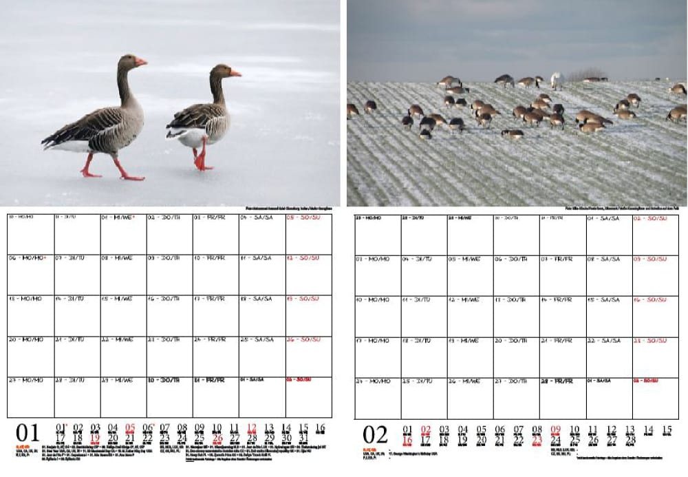 Thumbnail - Seelenzauber Wandkalender Wildgänsezauber Wand- Planer Kalender für 2025 DIN A4 Enten