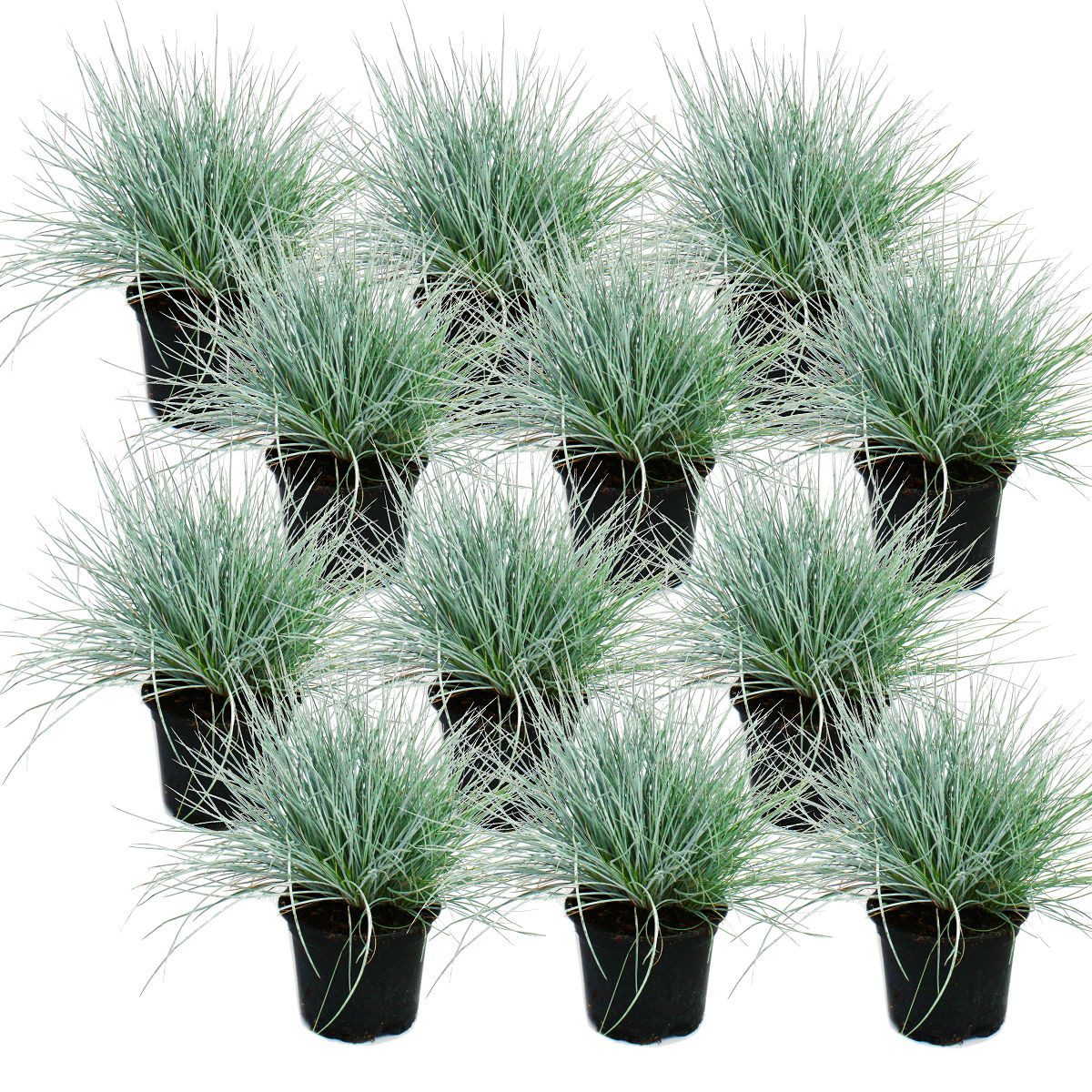 Exotenherz Beetpflanze Blauschwingel-Gras - Festuca glauca - 9cm Topf