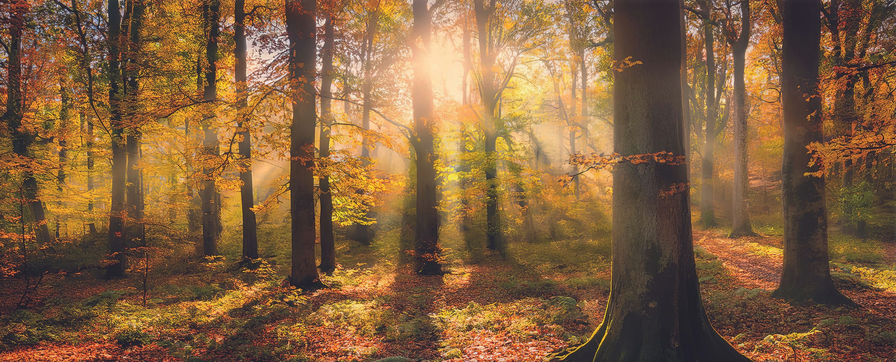 artissimo Glasbild Glasbild XXL 125x50 cm Bild aus Glas Wandbild groß Natur Landschaft, Wald und Bäume: Sonnenuntergang im Herbst