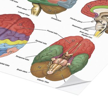 Posterlounge Wandfolie Science Photo Library, Das Gehirn aus vier Perspektiven (Englisch), Klassenzimmer Illustration