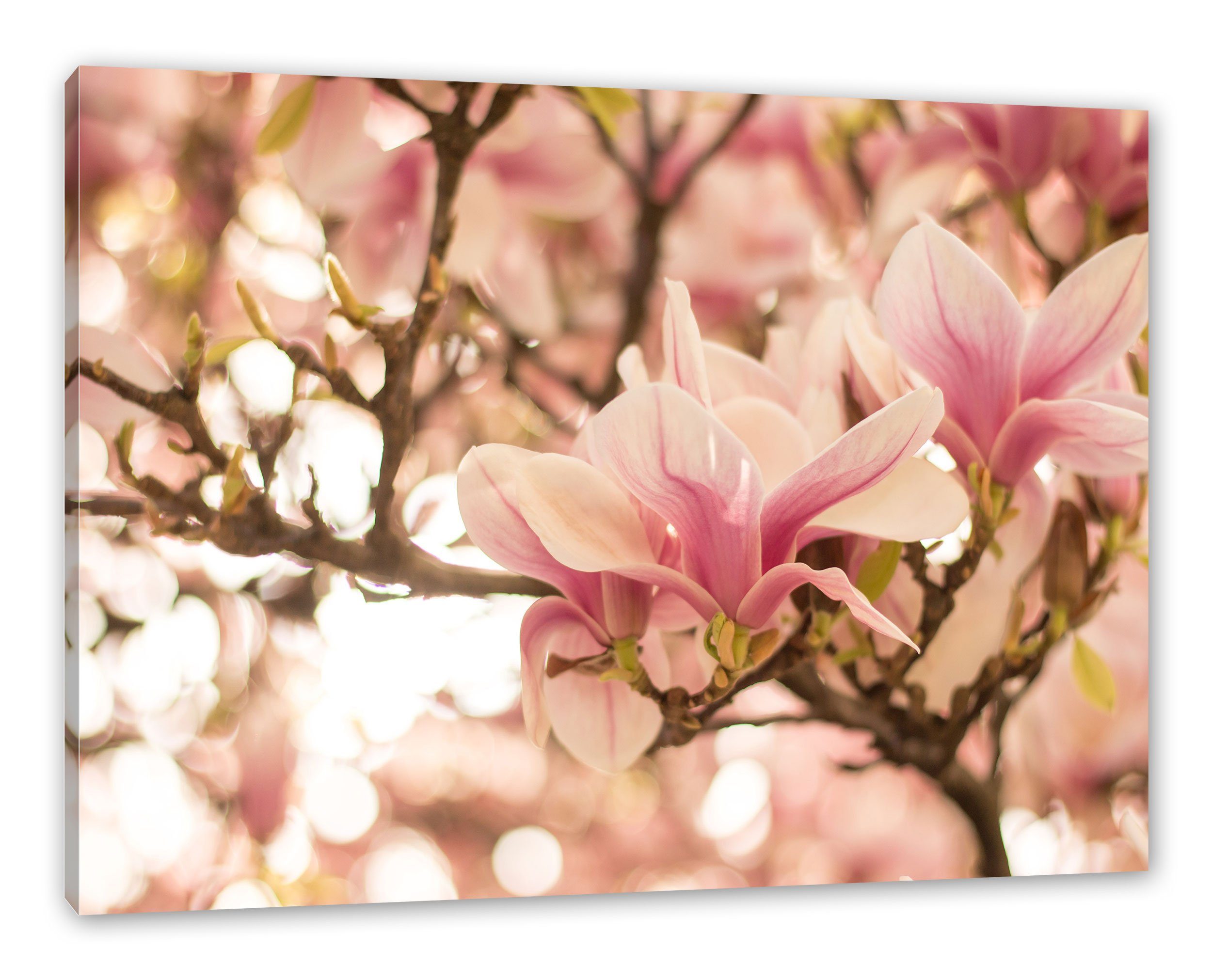 Rosa Magnolienblüten im Frühling Leinwandbild Wanddeko Kunstdruck 