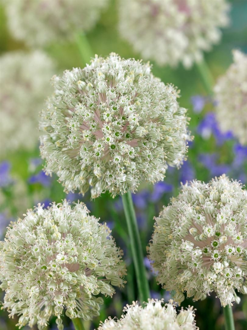 Pflanzen für Dich Staude Allium nigrum, 1 St., Schwarzer Lauch