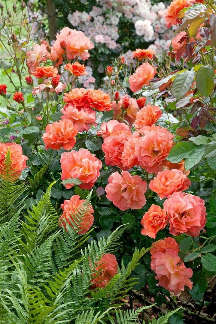 Pflanzen für Dich Rose Rosa 'Westerland' – Bild 3 von 5