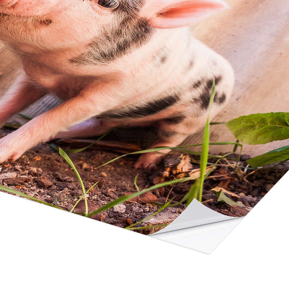 Posterlounge Wandbild Du kleines Ferkel, Editors Choice, erhältlich als Poster, Leinwandbild, Wandsticker oder Acrylglasbild