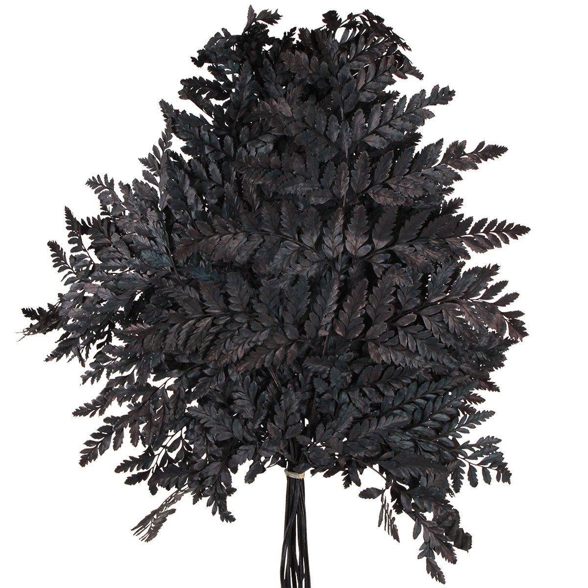 Trockenblume Schwarze Echte Farnwedel 45cm 10 St - Dekoration Eleganz, 10 Stück, Florists Products, Höhe 45 cm