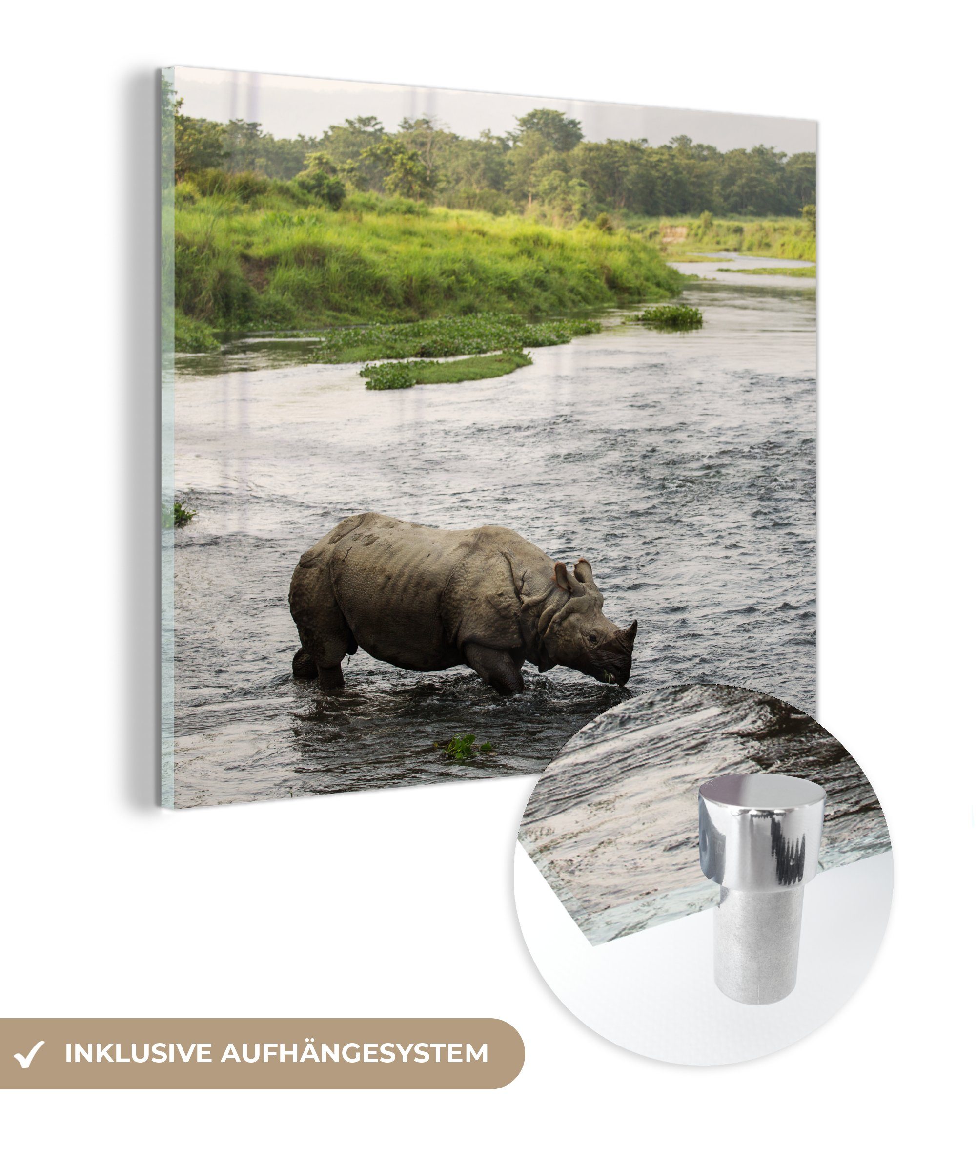 MuchoWow Acrylglasbild Nashorn im Wasser, (1 St), Glasbilder - Bilder auf Glas Wandbild - Foto auf Glas - Wanddekoration