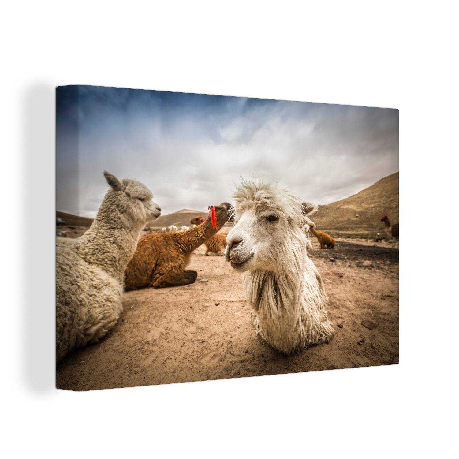 OneMillionCanvasses® Leinwandbild Lamas ruhen sich in der Landschaft von Arequipa aus, (1 St), Wandbild Leinwandbilder, Aufhängefertig, Wanddeko, 30x20 cm