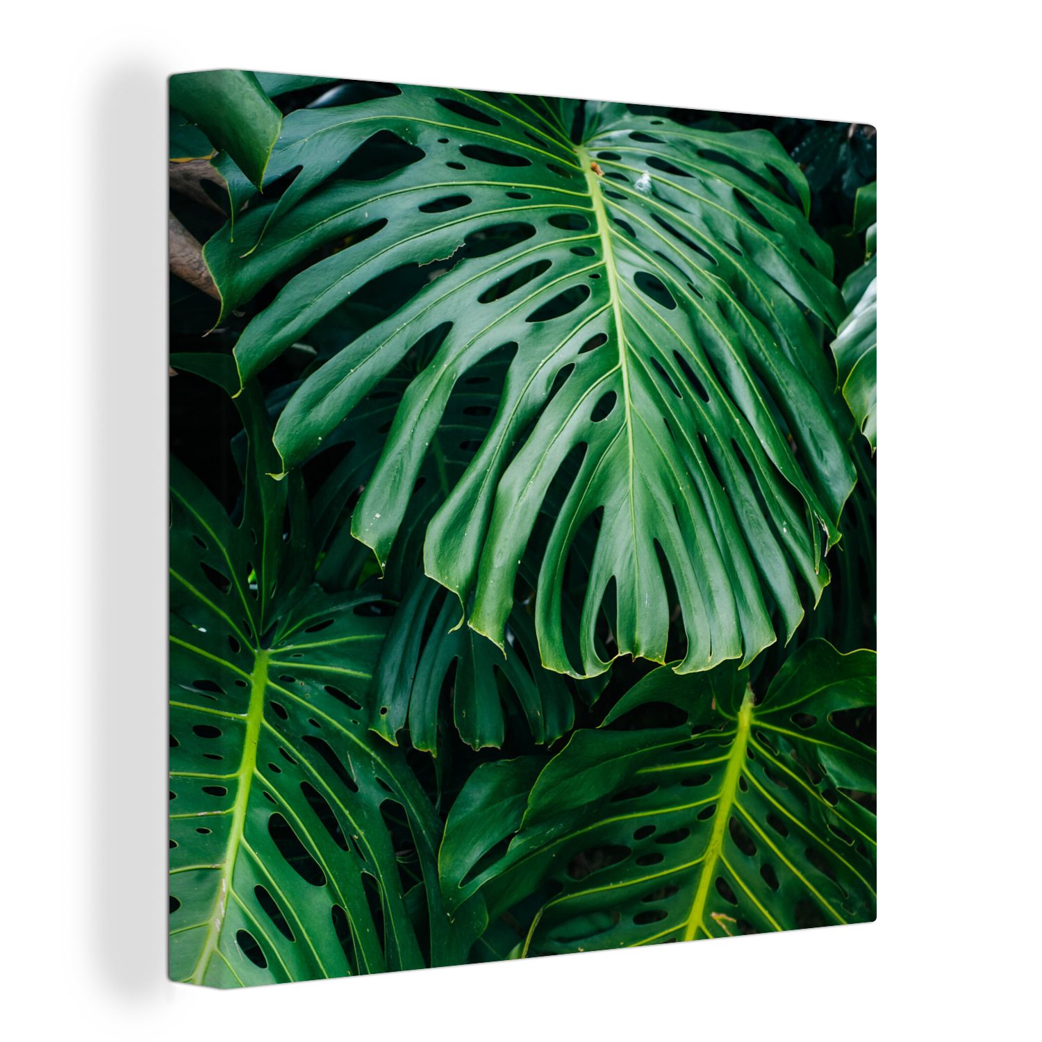 OneMillionCanvasses® Leinwandbild Dunkelgrüne botanische Blätter in für Bilder Garten, Leinwand (1 Wohnzimmer einem St), Schlafzimmer