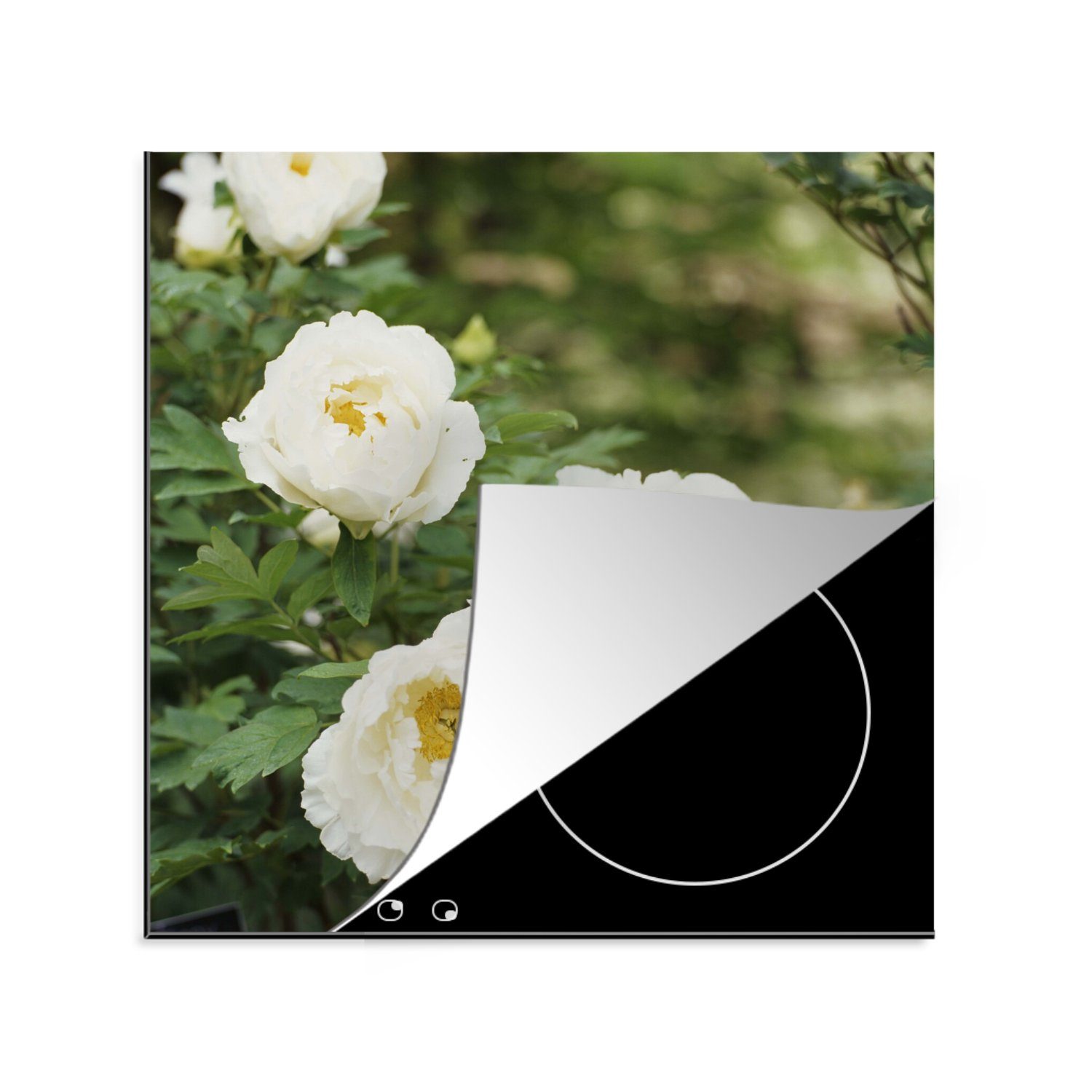 MuchoWow Herdblende-/Abdeckplatte Busch mit weißen Pfingstrosen, Vinyl, (1 tlg), 78x78 cm, Ceranfeldabdeckung, Arbeitsplatte für küche | Herdabdeckplatten