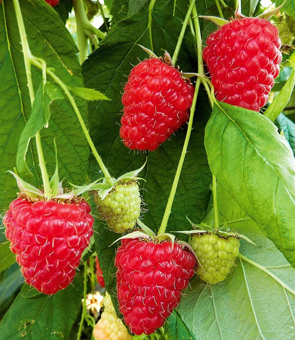 BALDUR Garten Obstpflanze Himbeere Enrosadira® 'Endlosernte', 1 St., Selbstbefruchtend, essbar,winterhart, mehrjährig, pflegeleicht – Bild 2 von 3