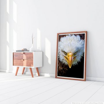 Sinus Art Poster Tierfotografie  Amerikanischer Seeadler im Porträt 60x90cm Poster