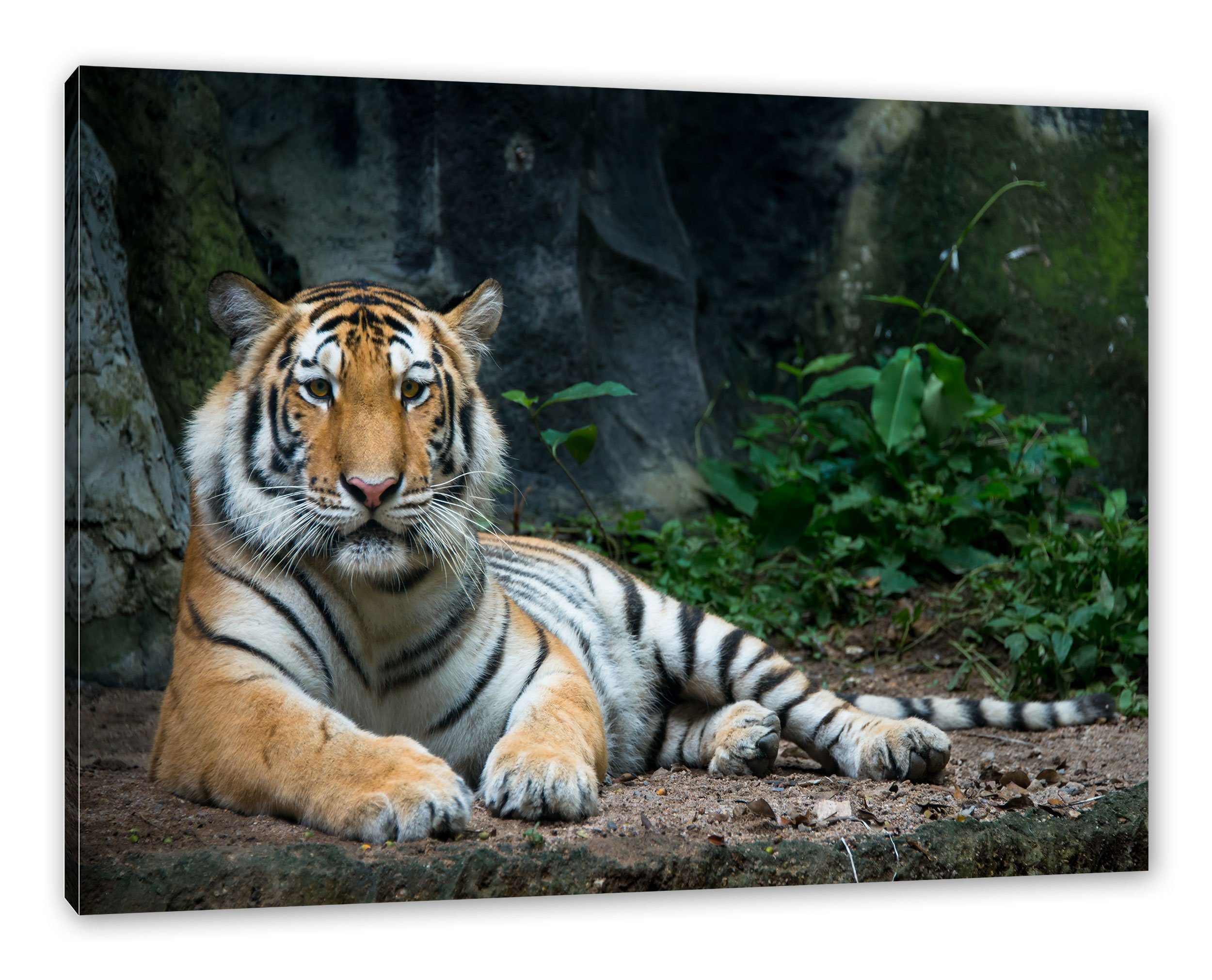 bespannt, Liegender St), (1 Zackenaufhänger Tiger, Liegender Leinwandbild Leinwandbild inkl. fertig Tiger Pixxprint