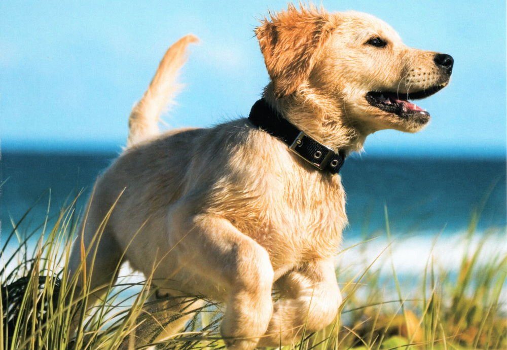 nbuch 24 Hunde süßen Chiens" * "Dogs mit * Postkarte Hundemotiven