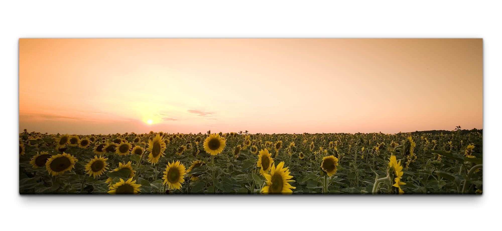Leinwandbild Bilder XXL Sonnenblumenfeld bei Abenddämmerung Wandbild auf Leinwand