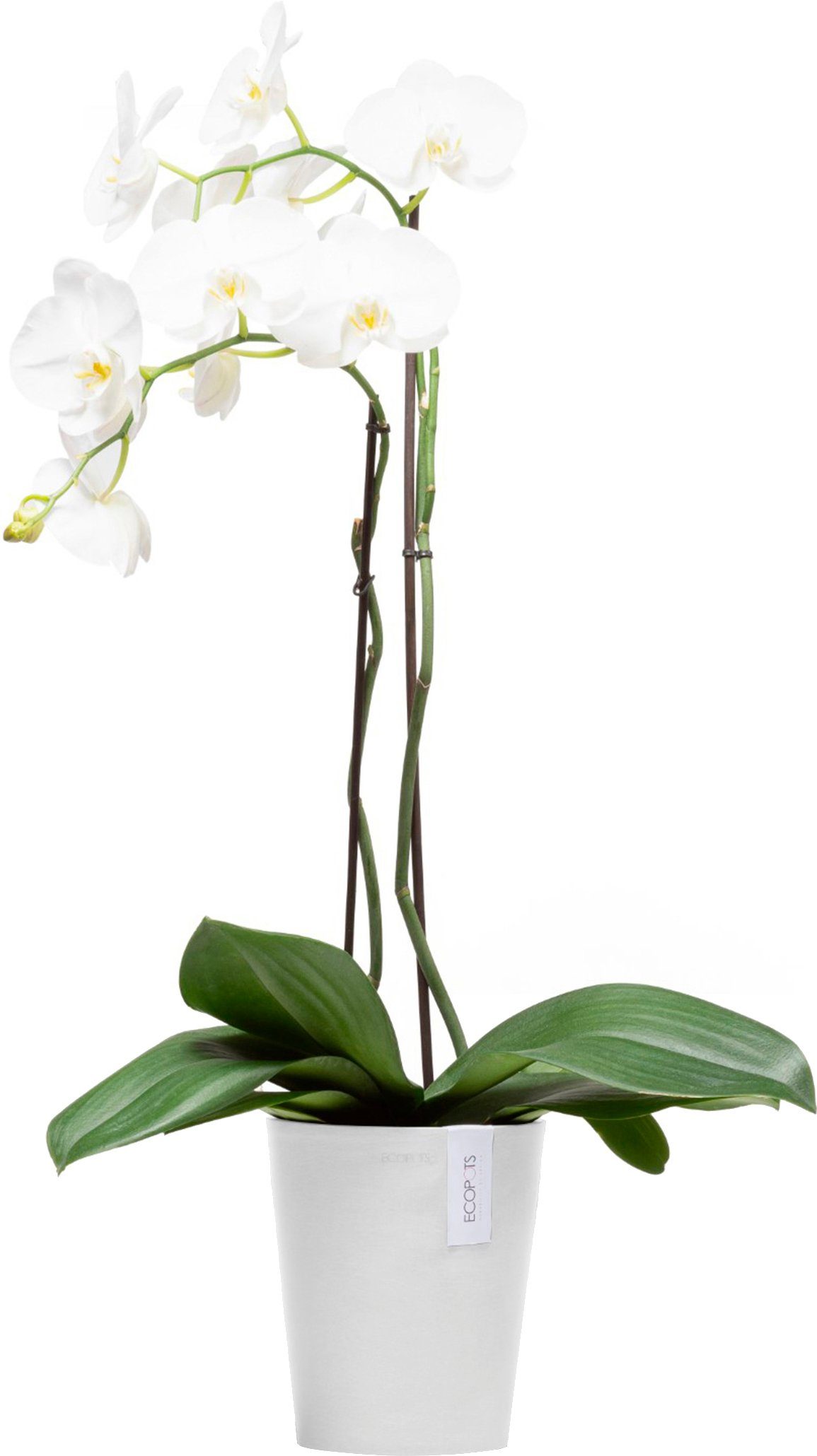 ECOPOTS Blumentopf Morinda Orchidee 17 Weiß, günstig online kaufen
