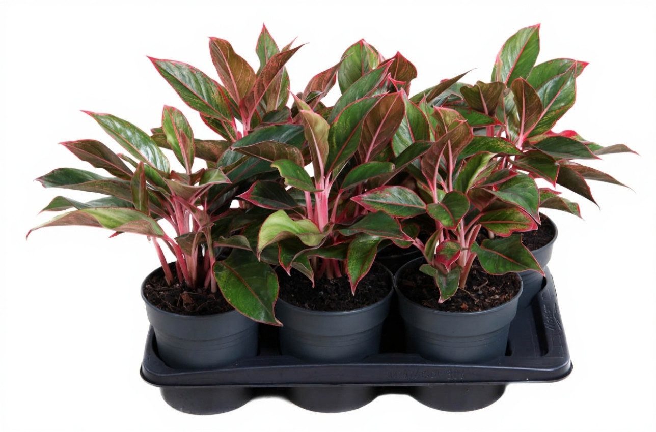 Pflanzen für Dich Zimmerpflanze Aglaonema Siam Red, 1 St., rote Blätter, pflegeleicht