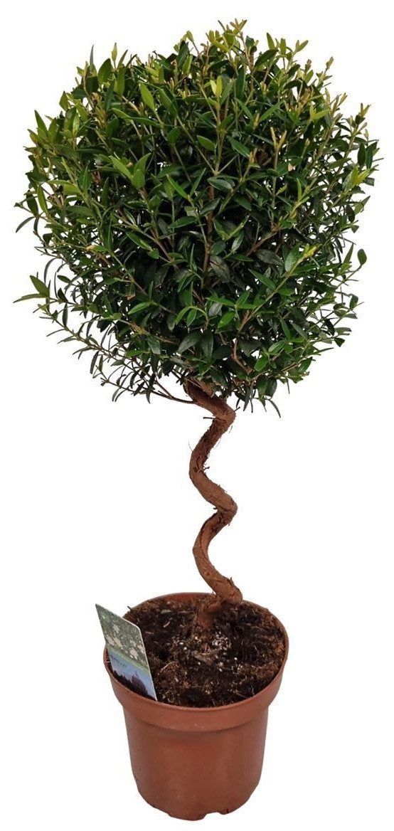 meinvipshop Topfpflanze Echte Myrte Myrtus 45cm XXL