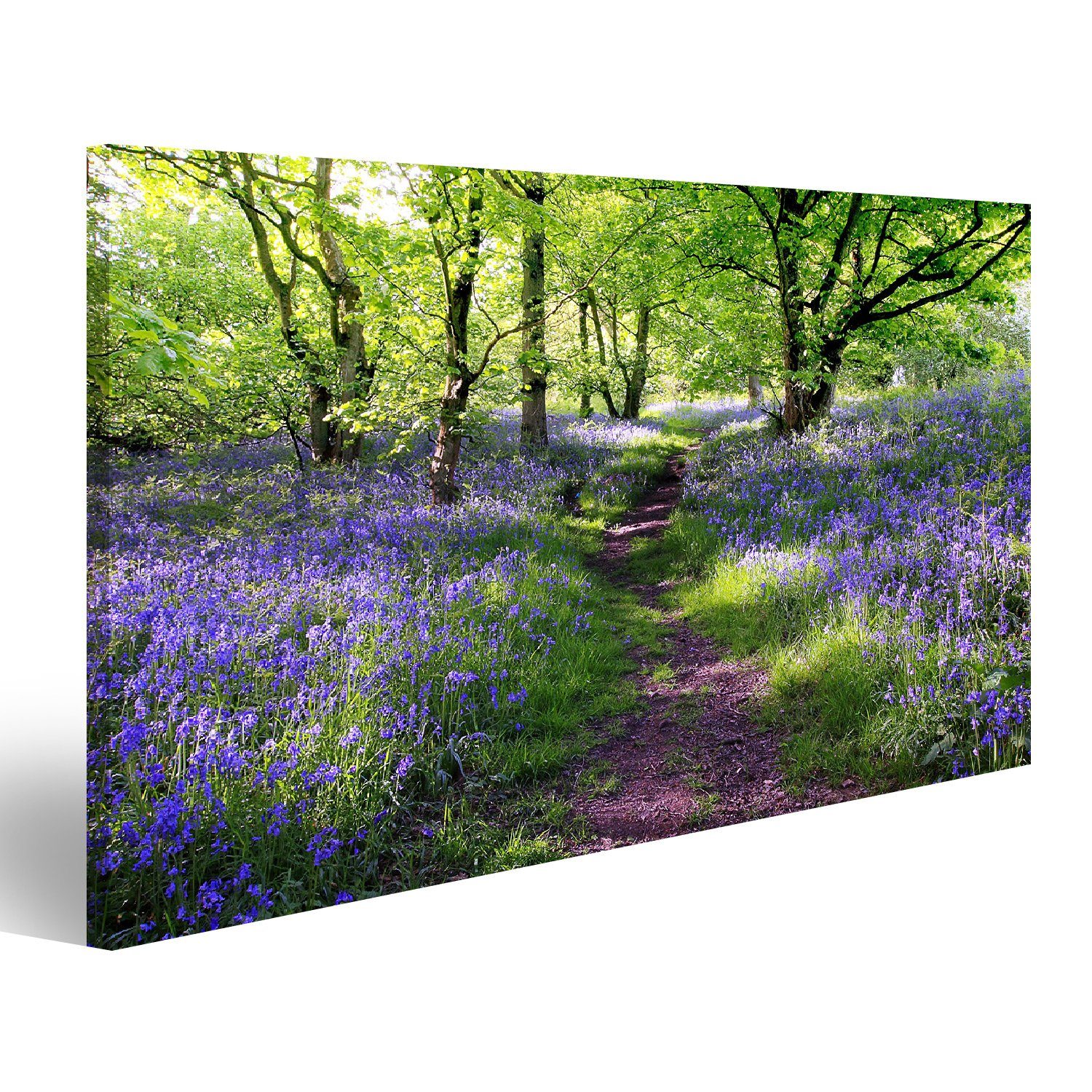 islandburner Leinwandbild Bild auf Leinwand Blaue Glocken Gesamtstruktur In Schottland 100x57cm