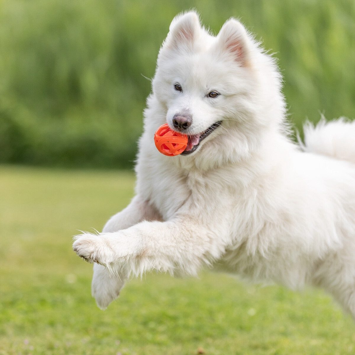 TRIXIE Tierball Hundespielzeug Wabenball orange