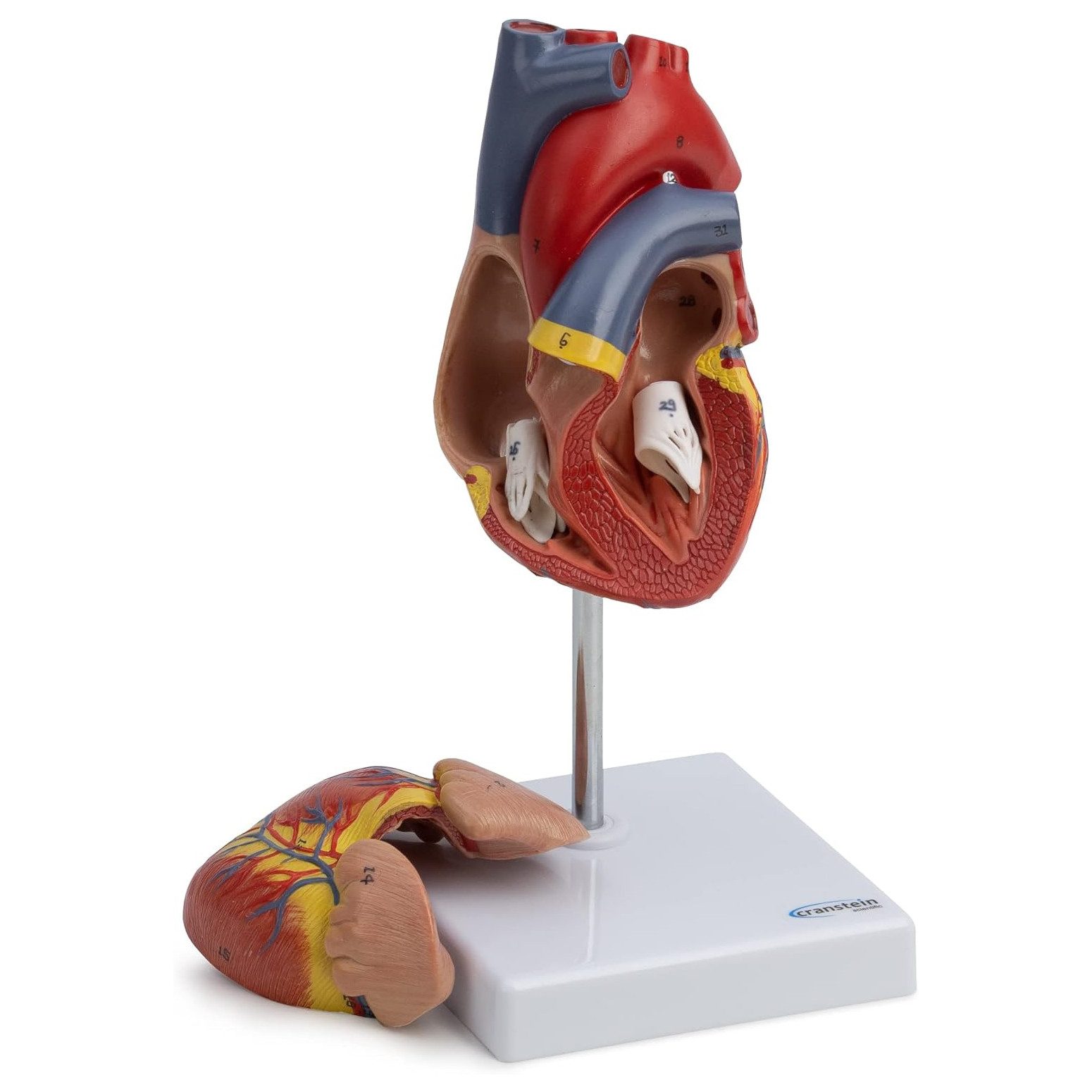 Cranstein Scientific Dekoobjekt Herz Anatomie Modell lebensgroß nummeriert Herzwand geöffnet auf Stati