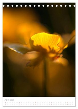 CALVENDO Wandkalender Wiesenblumen (Tischkalender 2024 DIN A5 hoch), CALVENDO Monatskalender