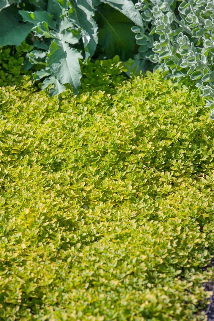 Pflanzen für Dich Staude Origanum vulg. Thumbles, 1 St., Oregano, Wilder Majoran, Echter Dost