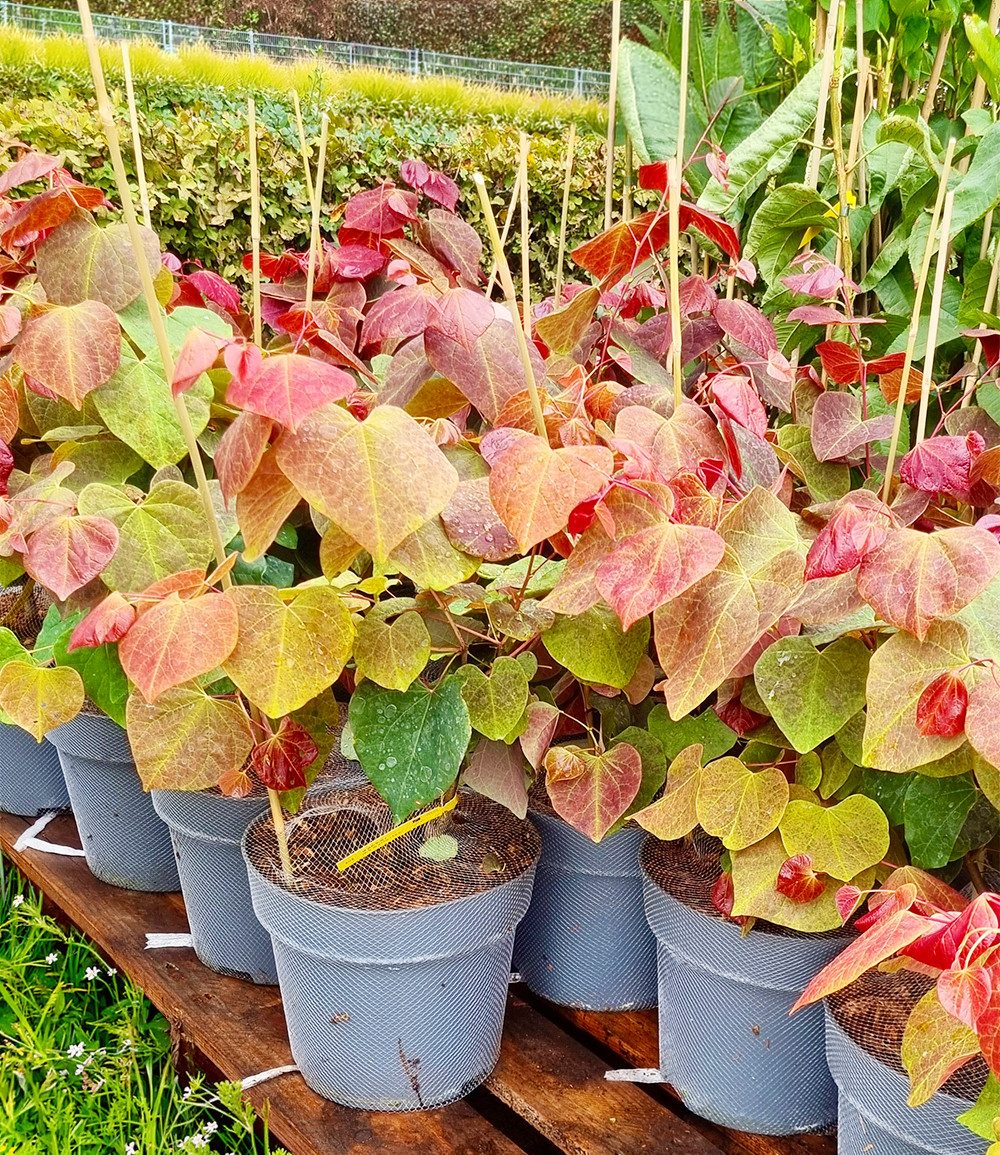 BALDUR Garten Zierstrauch Cercis 'Hearts A' Fire®', Judasbaum, 1 St., Judasbaum,winterhart, buntes Laub, trockenheitsverträglich – Bild 2 von 2
