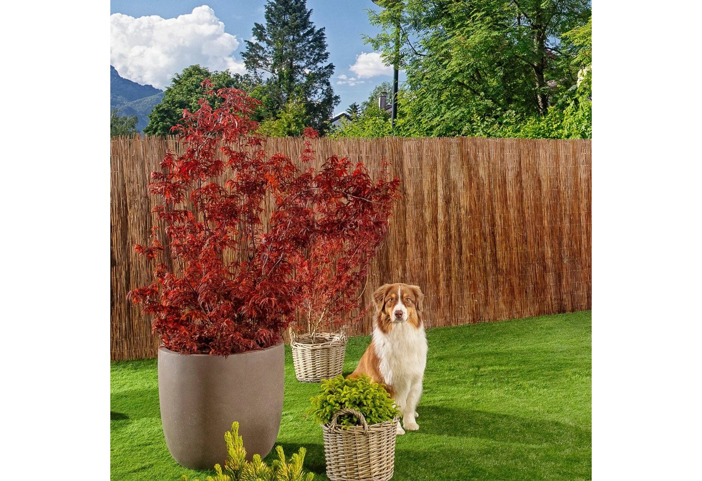 Thumbnail - Windhager Sichtschutzzaunmatten, Sicht- und Windschutzmatte aus naturbelassenem Farn, L: 3 m